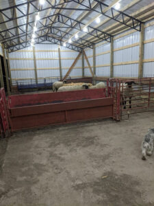 A dog is standing in a barn with sheep in it.